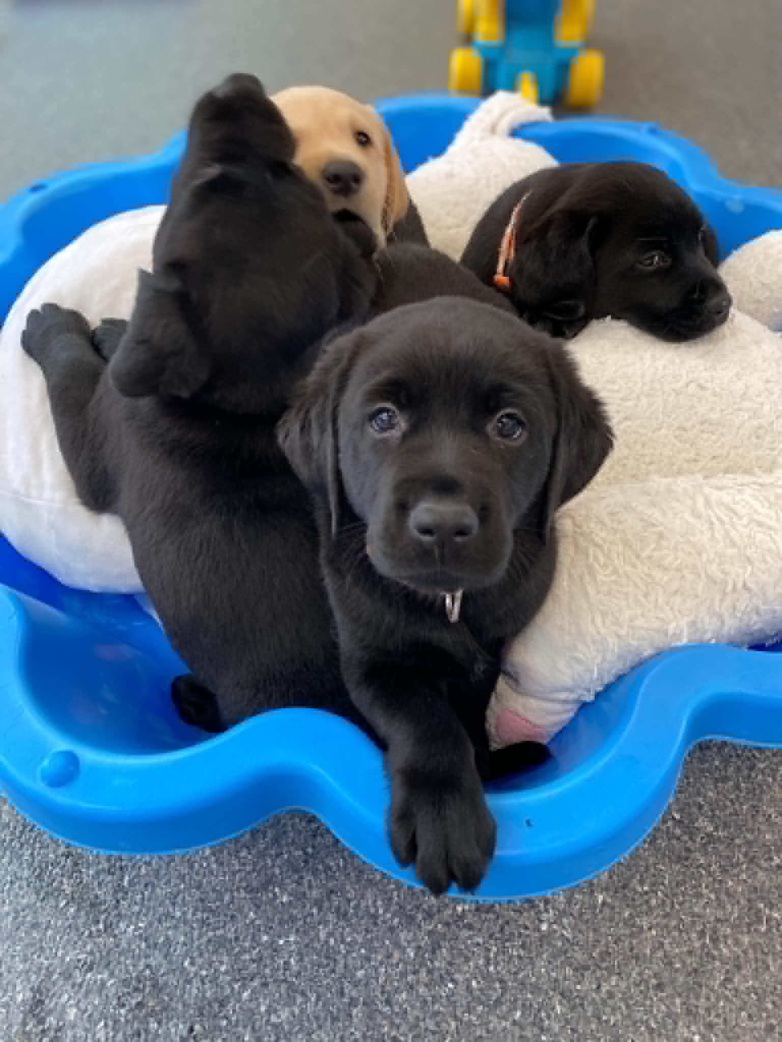 Josie x Caspar's pups 7 weeks old 12